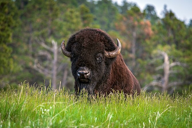 From Calgary to Waterton National Park Nature History and Wonders - Prince of Wales Hotel and Cameron Falls: The Waterton Postcard Finish