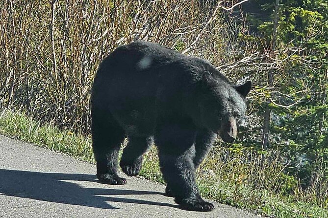 Full Day Private Tour Banff/Yoho Customized Sightseeing - Lake Minnewanka and Two Jack Lake: wildlife and winter-friendly fun