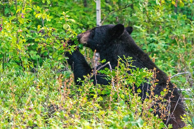 Hop-On and Hop-Off Banff Bus - Johnston Canyon: Falls, Trails, and Time to Breathe