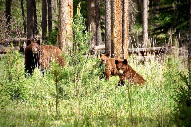 Icefields Parkway Highlights & Secrets | Award-Winning Adventure - A day on the Icefields Parkway, minus the chaos