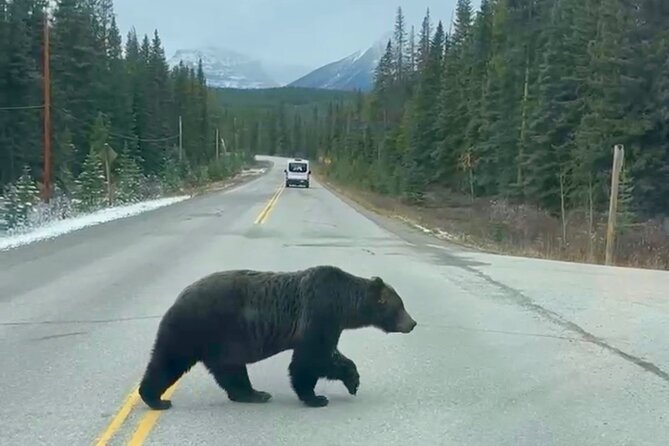 Johnston Canyon, Lake Louise & Banff: Small-Group Day Tour - Vermilion Lakes and Bow Falls: fast stops with strong payoffs