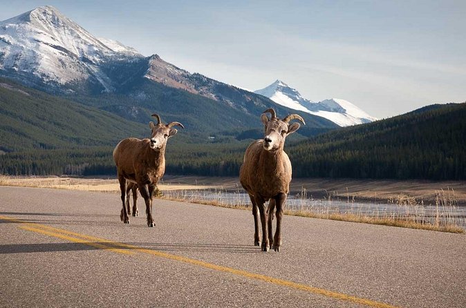 Lake Louise Moraine Lake Icefield Parkway Full Day Private Tour - Icefields Parkway (Hwy 93 North): The Scenic Drive Part You Actually Came For