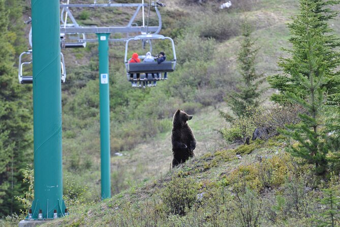 Lake Louise Summer Gondola Experience - Weather, Smoke, and the Bear Odds Reality Check