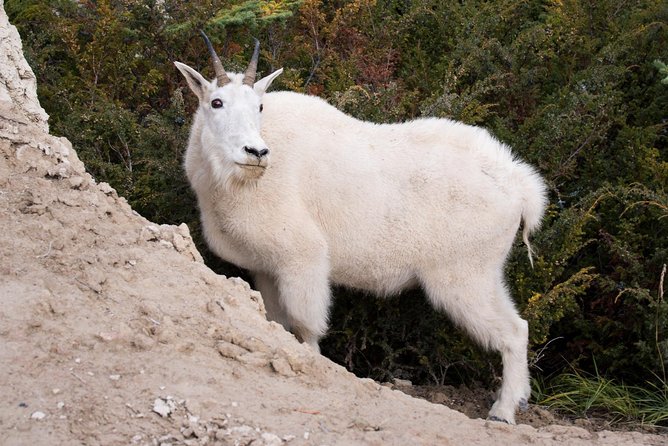 Lake Louise to Jasper One-Way Tour - Wildlife Spotting: When Your Guide Pauses for Nature