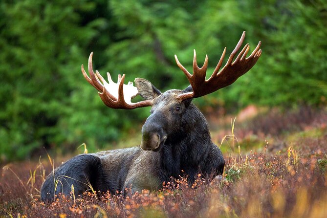Moraine Lake and Lake Louise Tour from Calgary - Canmore - Banff - What the Price Really Buys: Small Group, Pickup, and Guided Stops