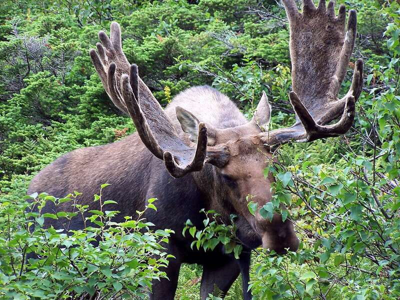 PRIVATE Wilderness and Wildlife Walking Tour - 3hrs - What to bring (and what not to): the BC-walk basics