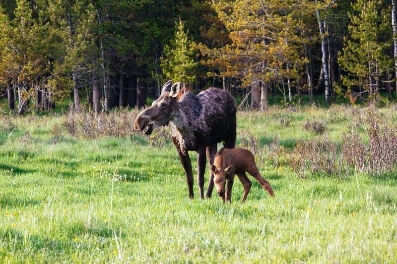 PRIVATE Wilderness and Wildlife Walking Tour - 3hrs - Spotting wildlife without losing your head: deer, tracks, and the art of patience