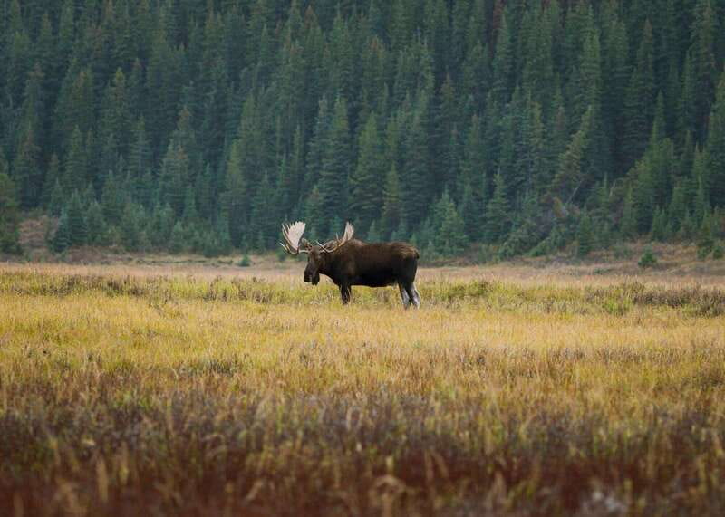 PRIVATE Wilderness and Wildlife Walking Tour - 3hrs - Safety that’s built in: bear spray and first aid carried by the guide