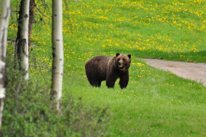 PRIVATE Wilderness and Wildlife Walking Tour - 3hrs - Wildlife-first planning: how annual reports shape your hike