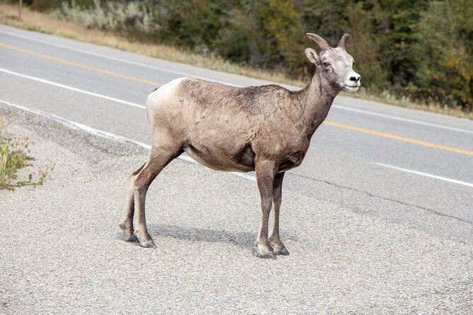 Smartphone Audio Driving Tour between Banff and Calgary - Upper Hot Springs Discovery: Your First Quick Win