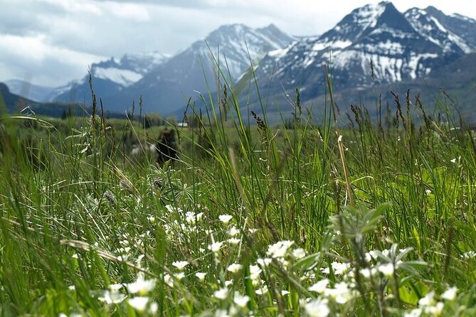 Waterton-Glacier International Peace Park | Be a Wildflower - Red Rock Canyon and Blakiston Falls: geology you can actually see