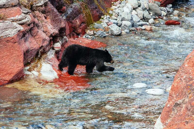 Waterton: Waterton Lakes National Park Tour from Calgary - Who This Tour Fits Best (And Who Might Want Another Plan)