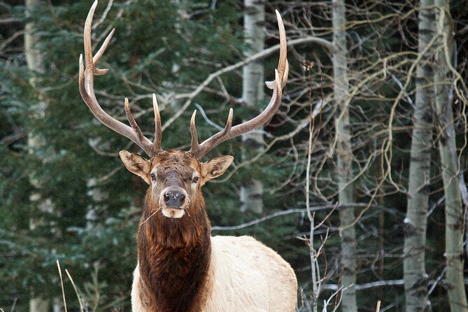Wilderness and Wildlife Hiking Tour - 3hr Hike - Canmore to Kananaskis Park: a 3-hour Rockies reset