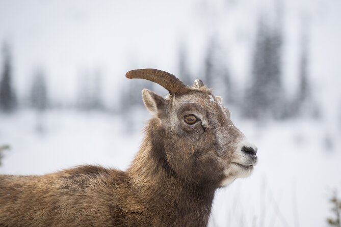 Wilderness and Wildlife Hiking Tour - 3hr Hike - Guides in the Canmore–Kananaskis corridor: names you might meet