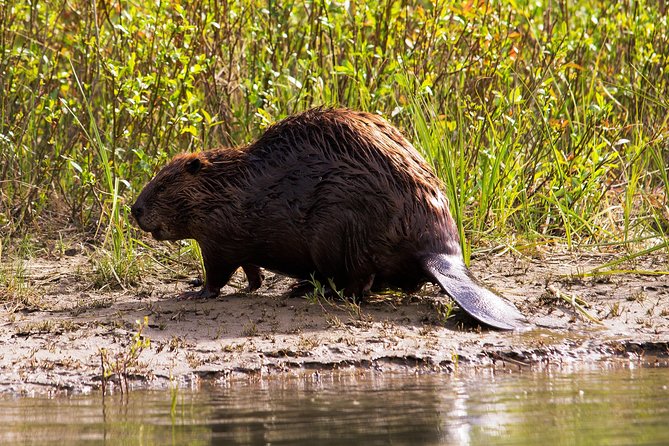 Wildlife on the Bow | Big Canoe Tour - Stop 2: Banff Canoe Club Departure Setup and Why It Changes the Whole Trip