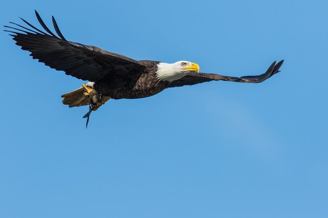 Wildlife on the Bow | Big Canoe Tour - Wildlife Expectations: How to Go Without Getting Disappointed