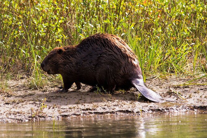 Wildlife on the Bow | Big Canoe Tour in Banff National Park - What makes the guide commentary matter
