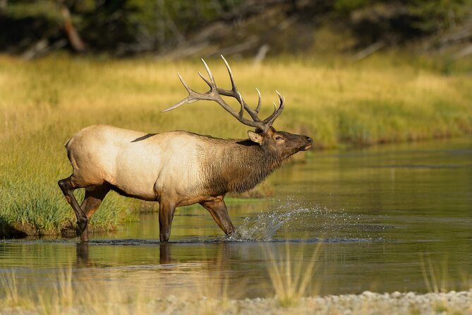 Wildlife on the Bow | Big Canoe Tour in Banff National Park - Practical details: what to know before you go