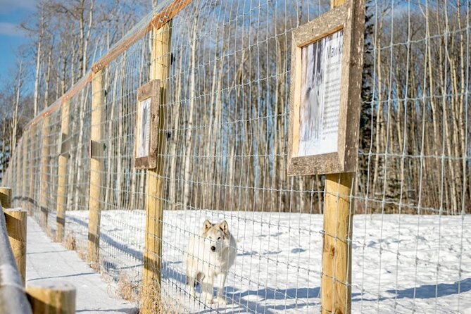 Yamnuska Wolfdog Sanctuary Walk Ticket in Canada - Walking the Yamnuska sanctuary paths without feeling rushed