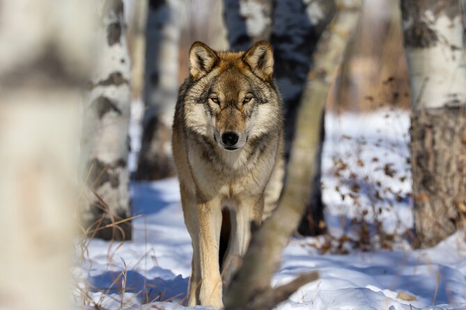 Yamnuska Wolfdog Sanctuary Walk Ticket in Canada - Seeing wolfdogs up close while keeping the experience respectful