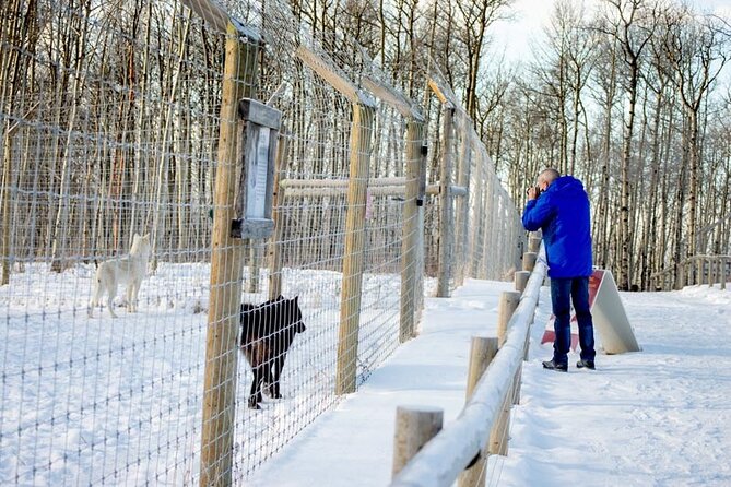 Yamnuska Wolfdog Sanctuary Walk Ticket in Canada - Banff timing and weather: what to expect outside