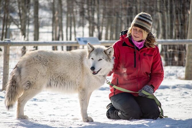 Yamnuska Wolfdog Sanctuary Walk Ticket in Canada - Price and value: is $29.27 a good deal?