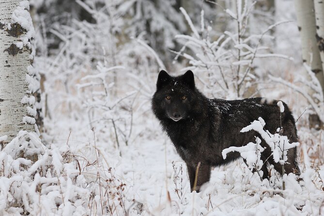 Yamnuska Wolfdog Sanctuary Walk Ticket in Canada - Who should book this walk ticket?